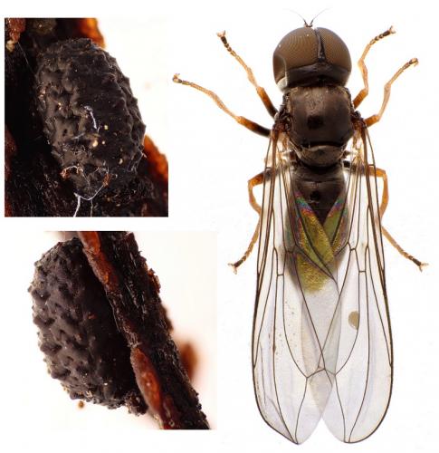 Réf. 224 381 : Dorylomorpha sp.